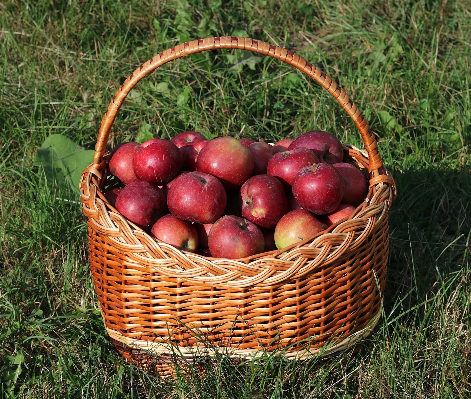 A basket of red apples on grass