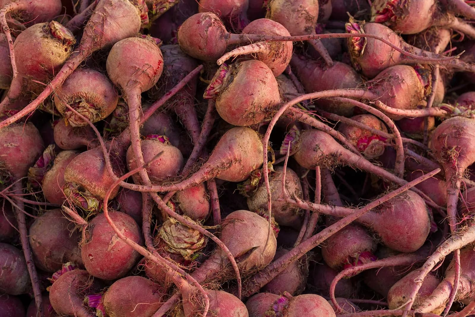 A pile of freshly pulled beetroot