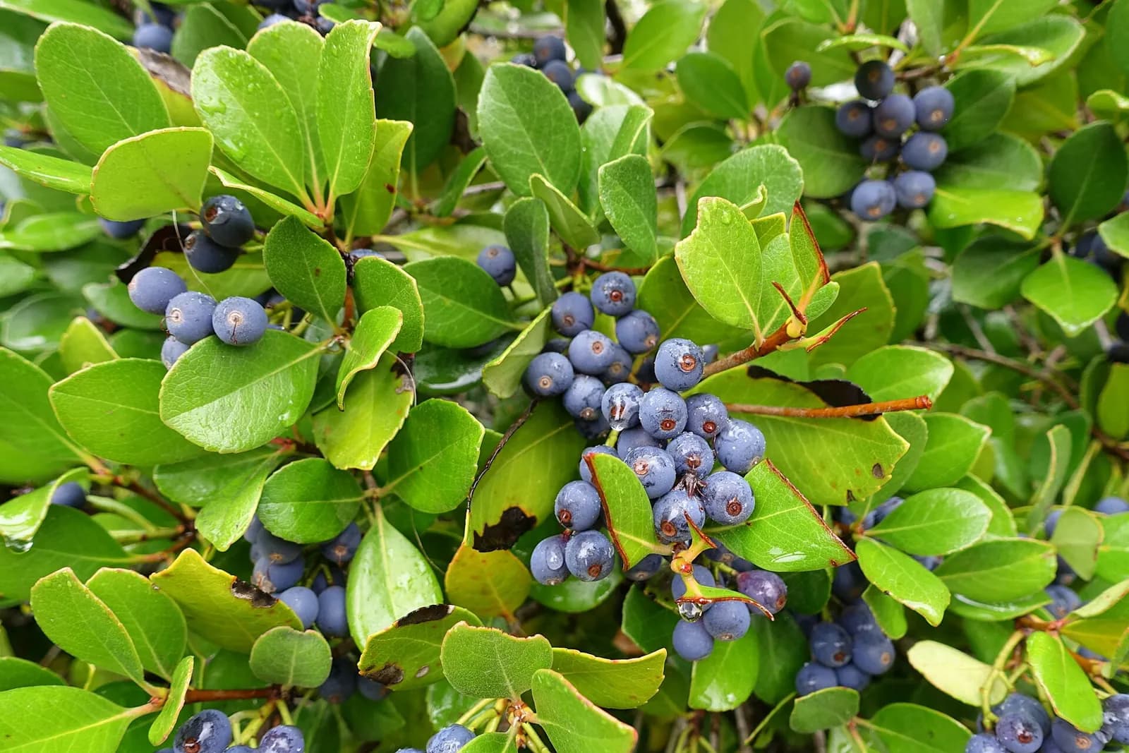Blueberries ripening on the bush