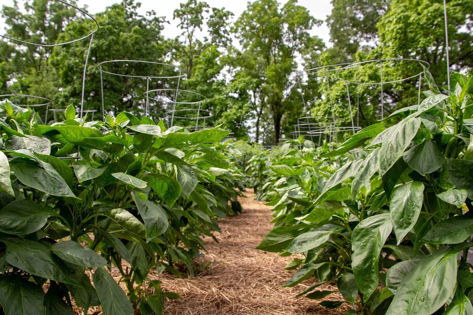 Rows of capsicum plants in a field
