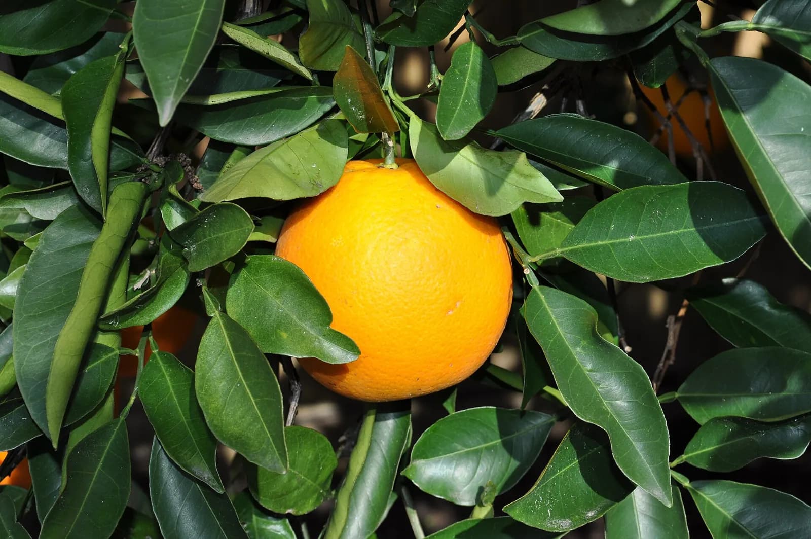 An orange ripening on the tree