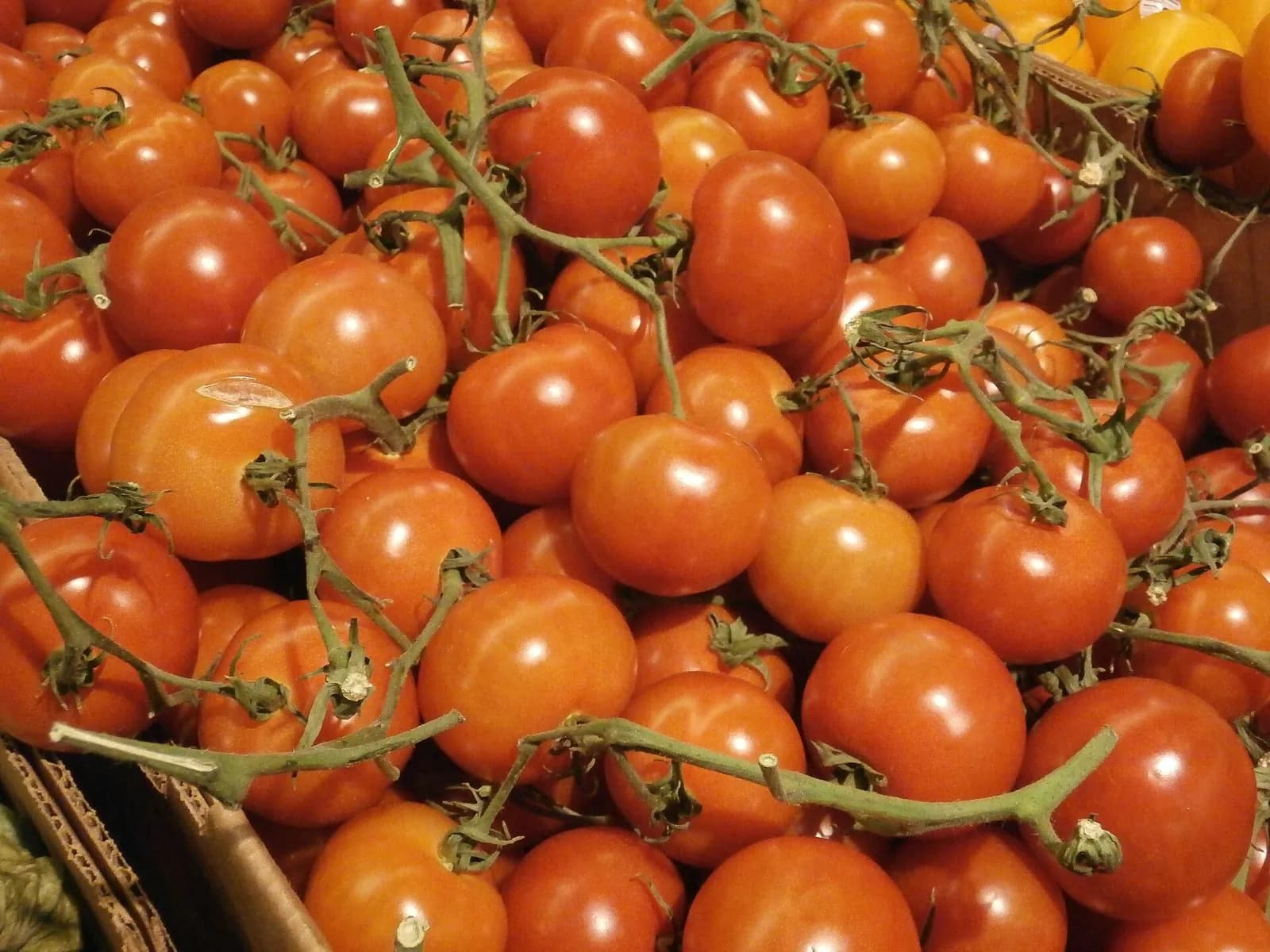 Ripe truss tomatoes