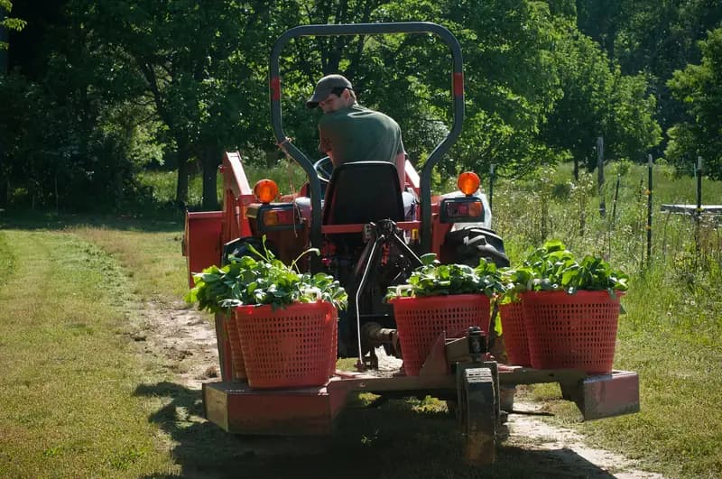 Crates of produce being brought in by tractor on the farm