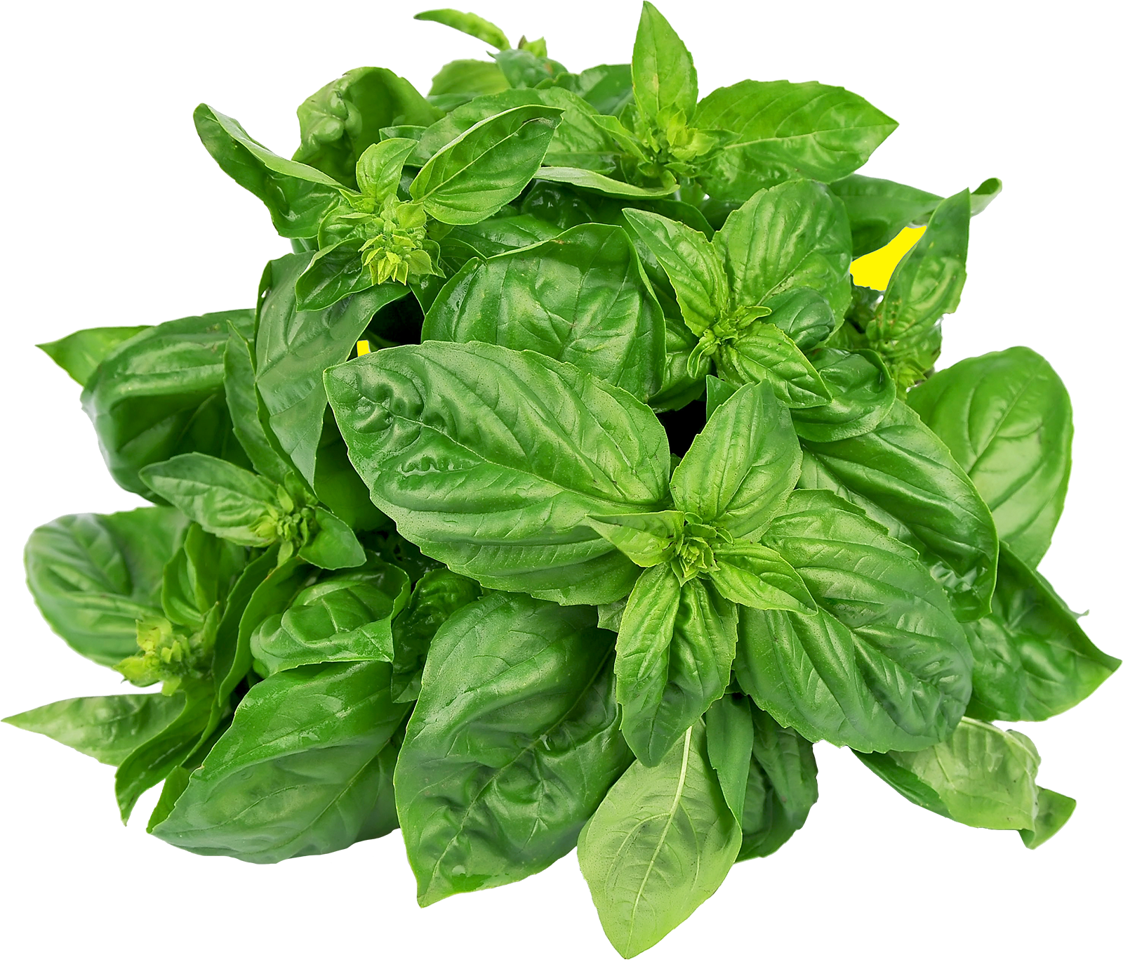 Basil