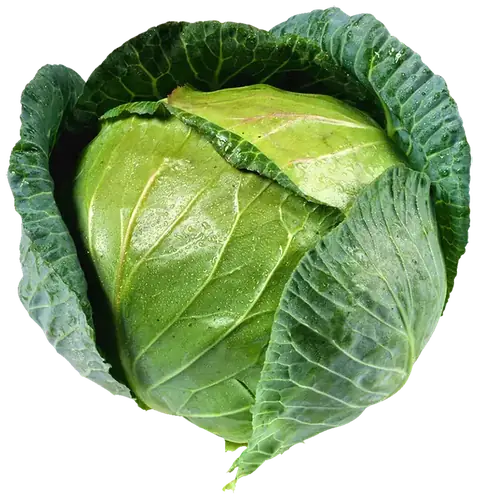 Cabbage Green