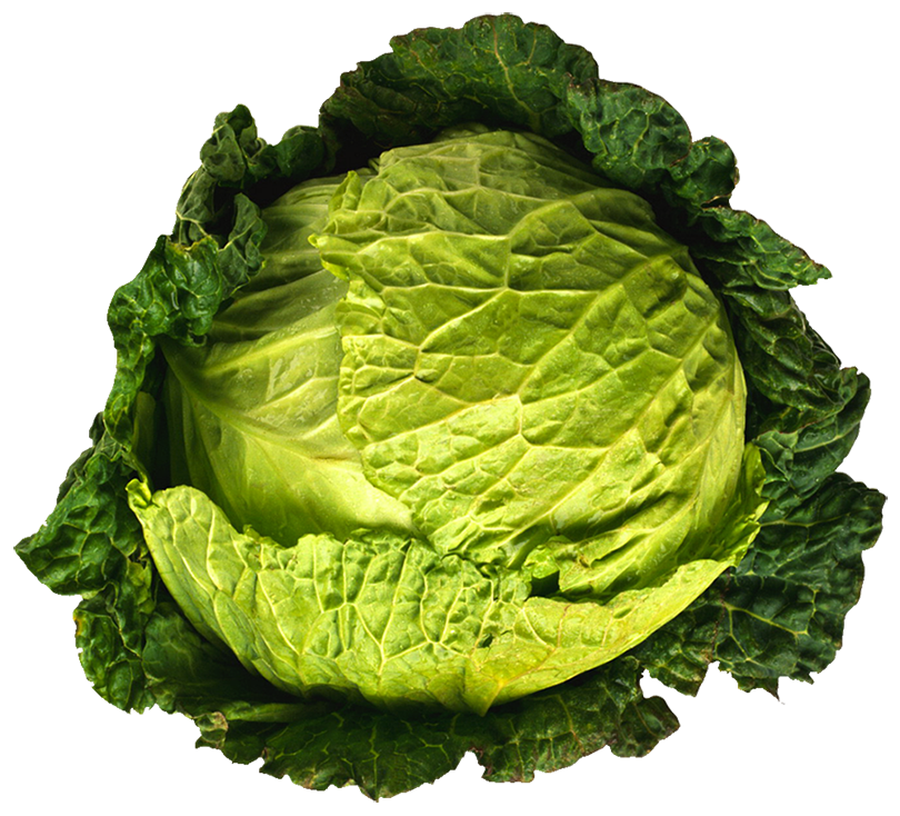 Cabbage Savoy