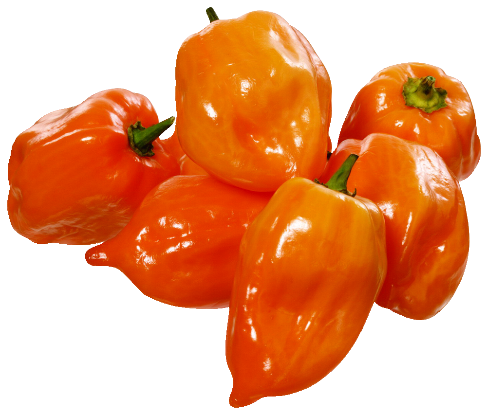 Capsicum Orange Blocky