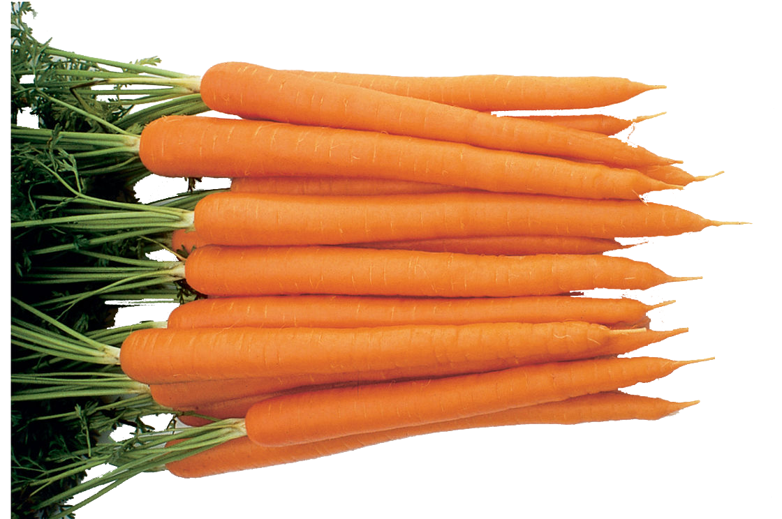 Carrots Baby Bunch