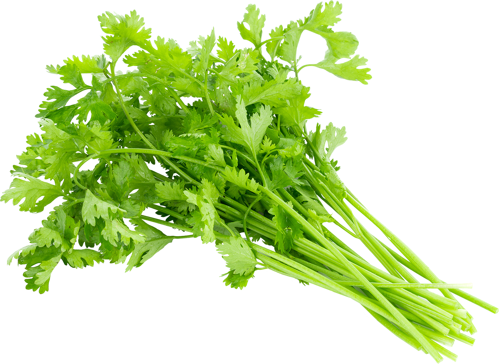 Coriander