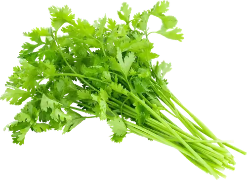 Coriander