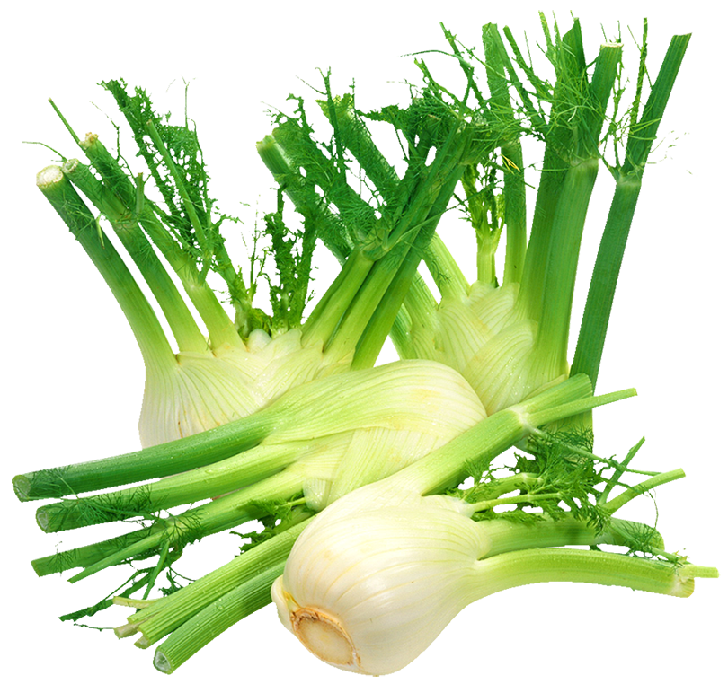 Fennel / Aniseed