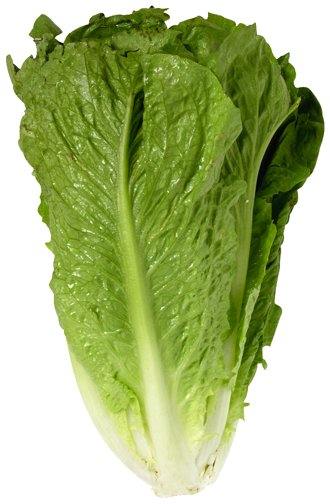 Lettuce Cos Large