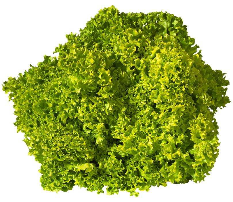 Lettuce Coral Green