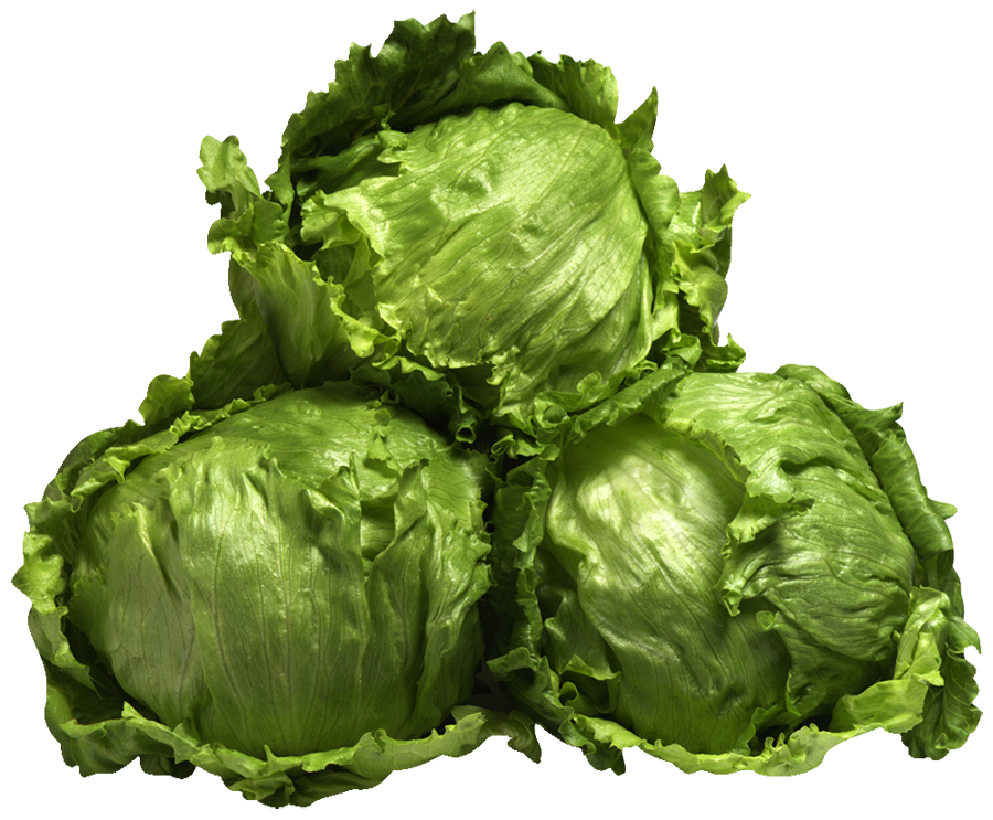 Lettuce Iceberg