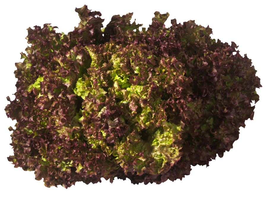 Lettuce Coral Red Each