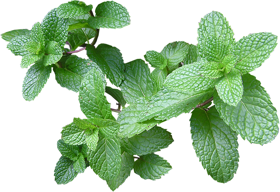 Mint