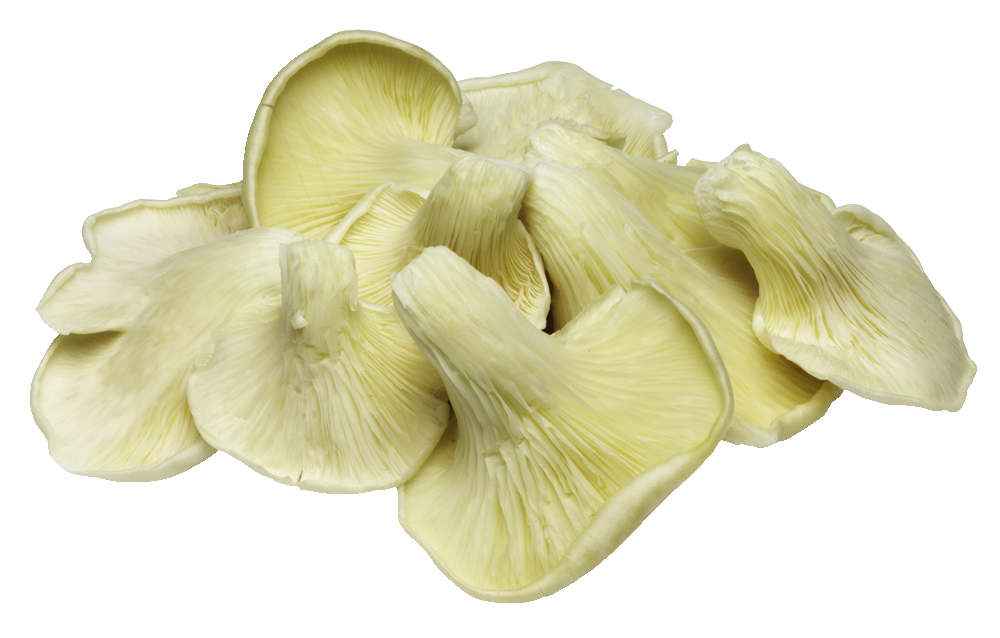 Mushroom Oyster 100 Gram