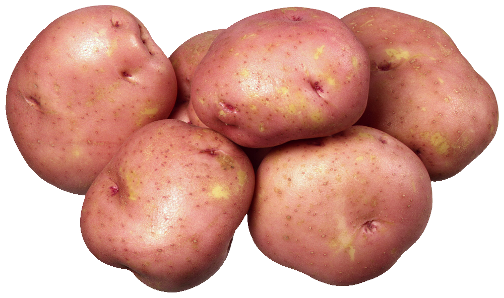 Potato