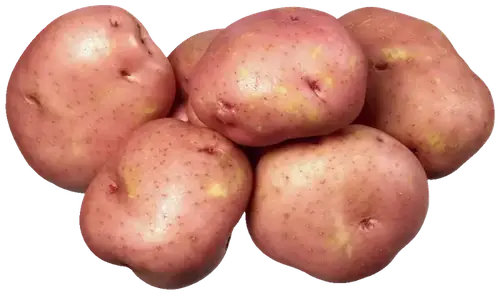 Potato