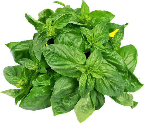 Basil