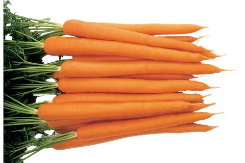 Carrot