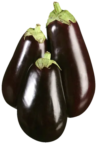 Eggplant