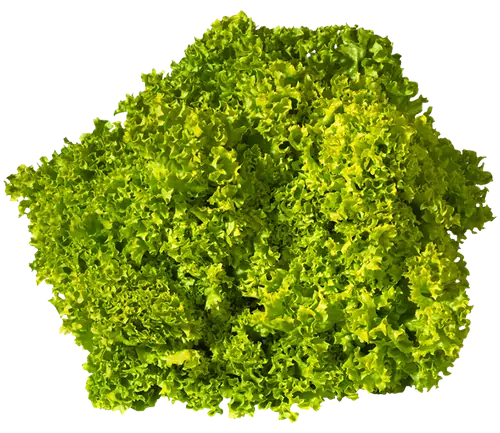 Lettuce