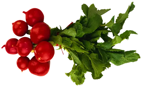 Radish