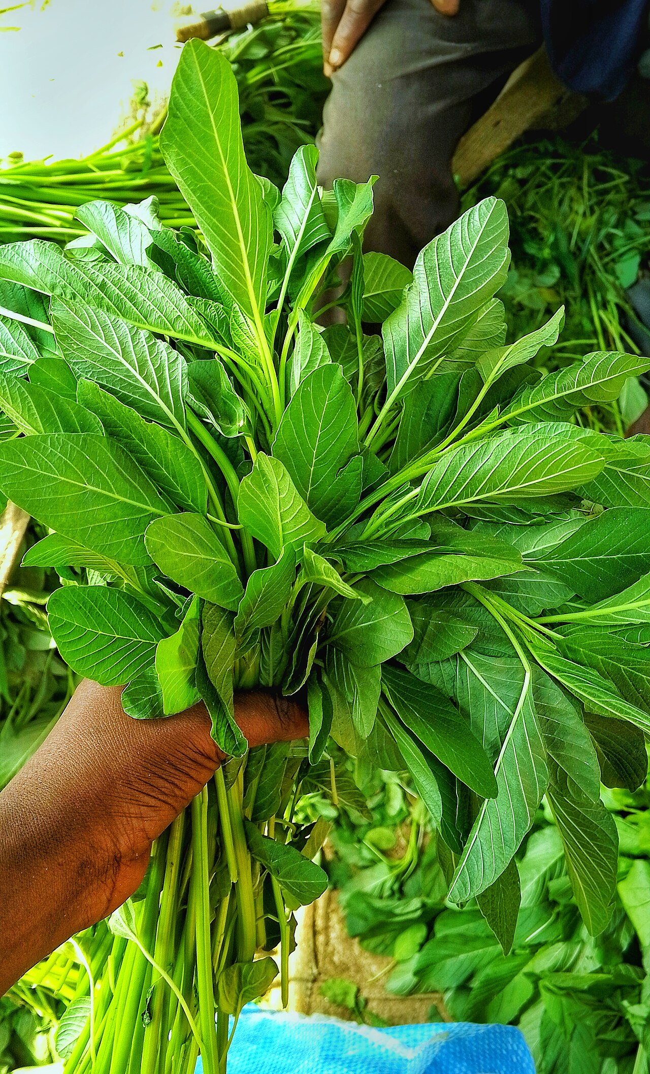 Baby Spinach