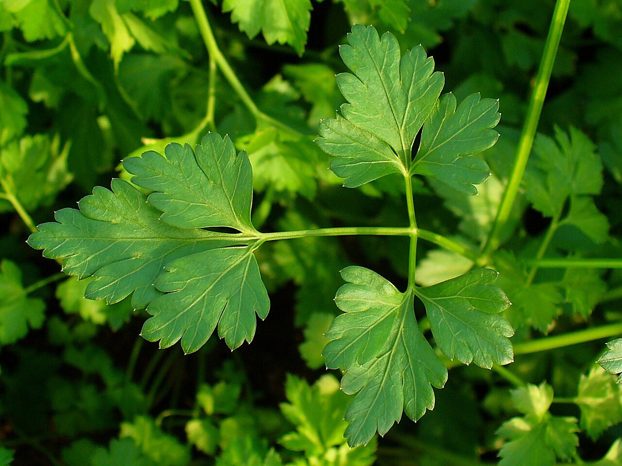Continental Parsley