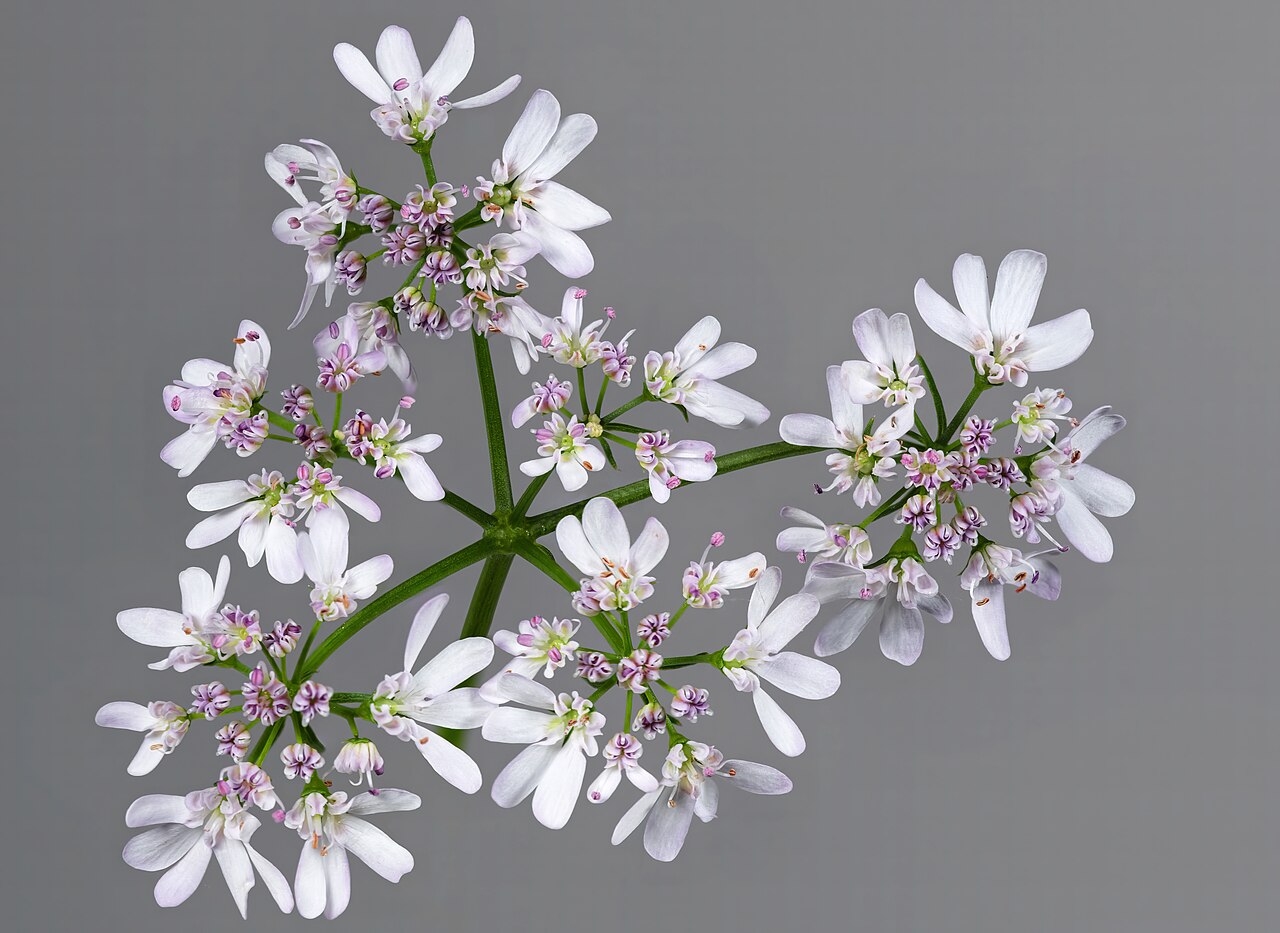 Coriander