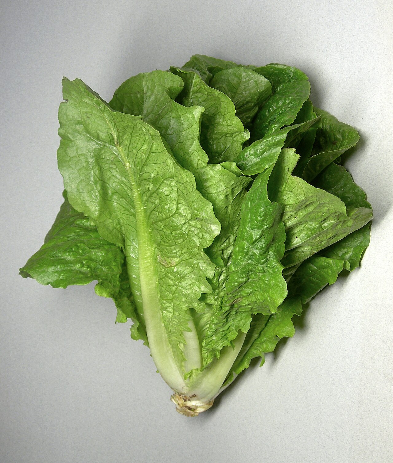 Cos Lettuce