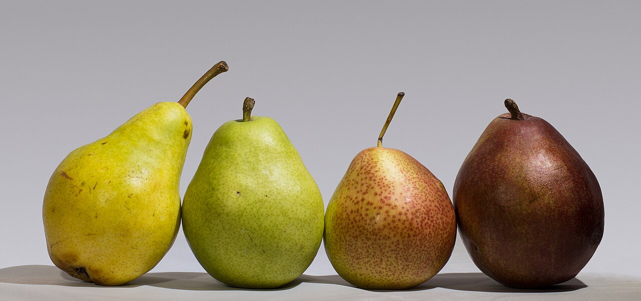 Packham Pears