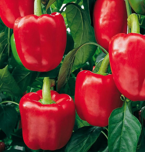 Red Capsicum