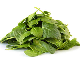 Spinach Bunch