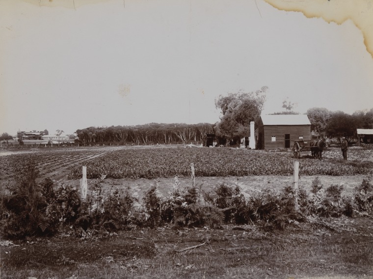A productive vegetable garden